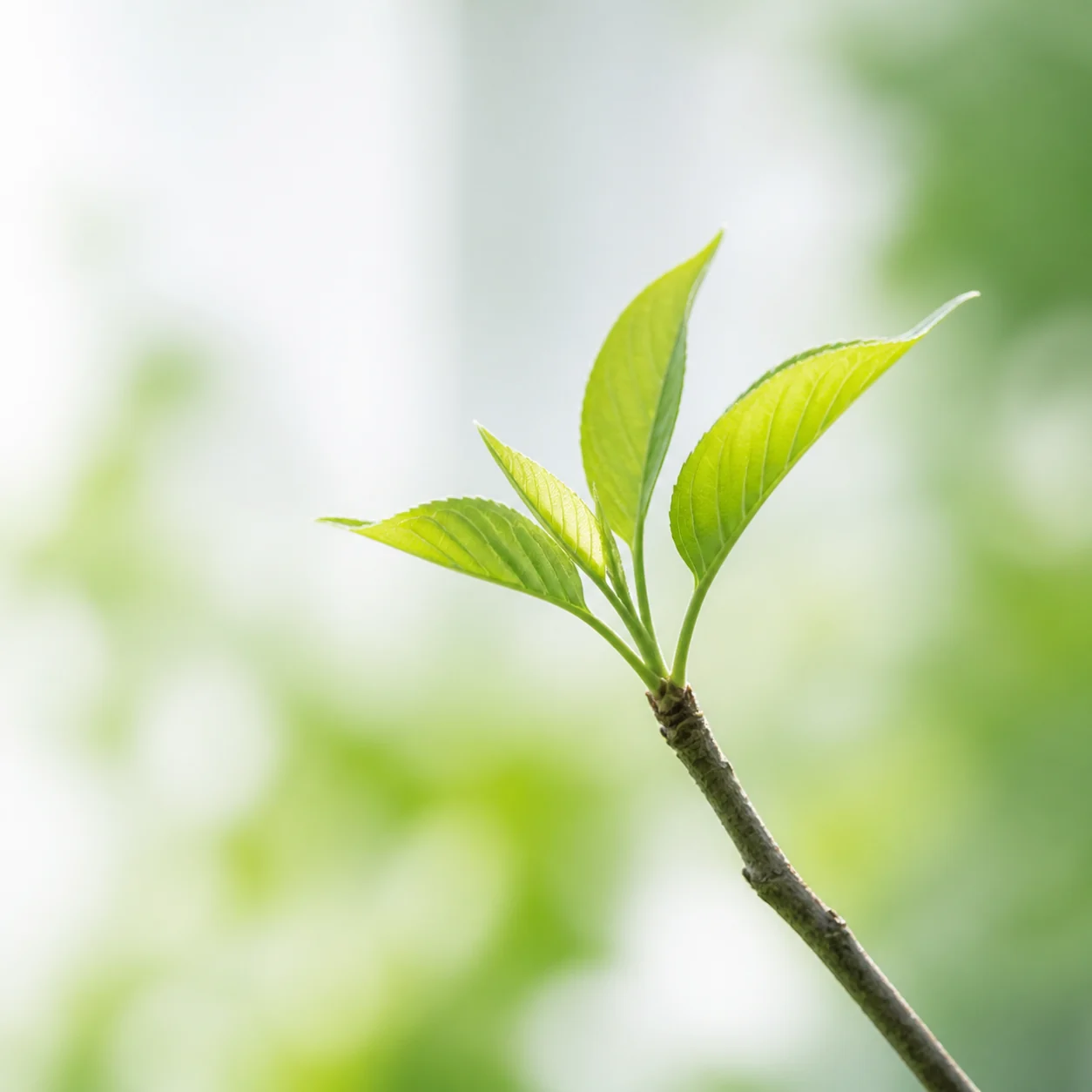 光を受けて芽吹く若い木の新芽
